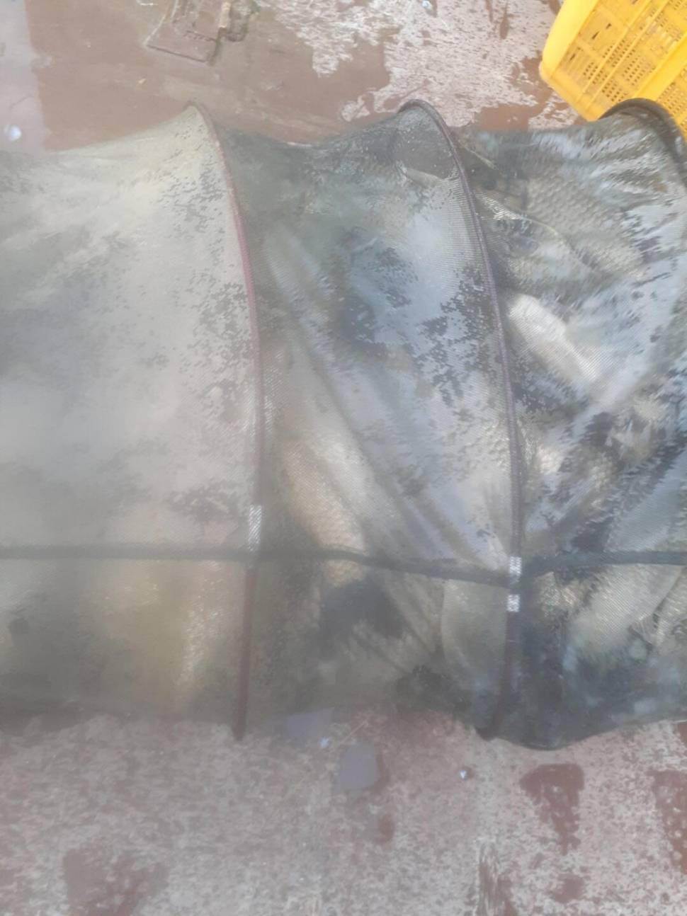 경주 동산낚시터붕어전용잡이터굶주린 붕어들 (유료터정보 - 유료터점주조황)