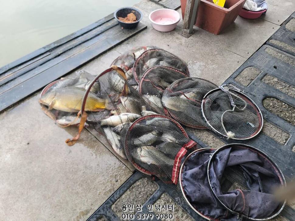 가깝고 물 좋고 경치 좋은 곳용인삼인낚시터 (유료터정보 - 유료터점주조황)
