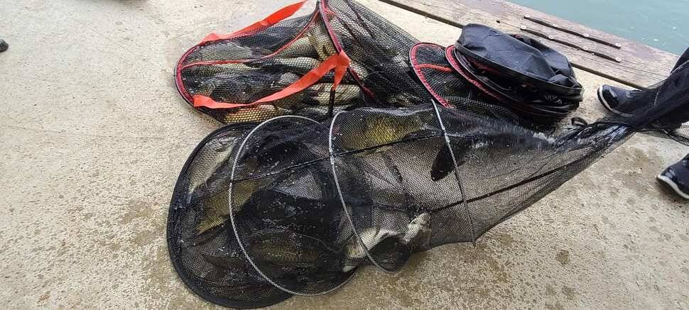 양평낚시터 힐링 수곡낚시터 고르고 꾸준한 조황입니다 (유료터정보 - 유료터점주조황)