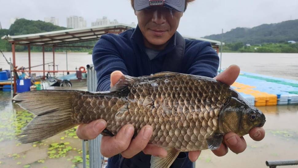 유료터정보 > 유료터점주조황 > 아산 명품 월랑낚시터 8월 첫번째 조황이야기입니다...^^
