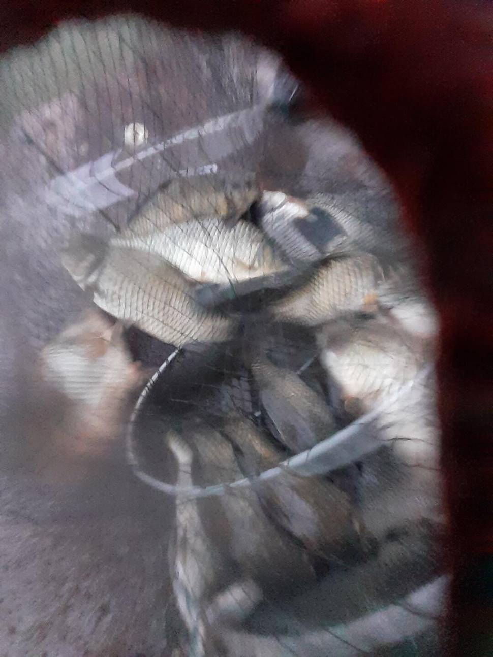 1미터 찌를 몸통까지 올려주는 경주동산낚시터 붕어들 (유료터정보 - 유료터점주조황)
