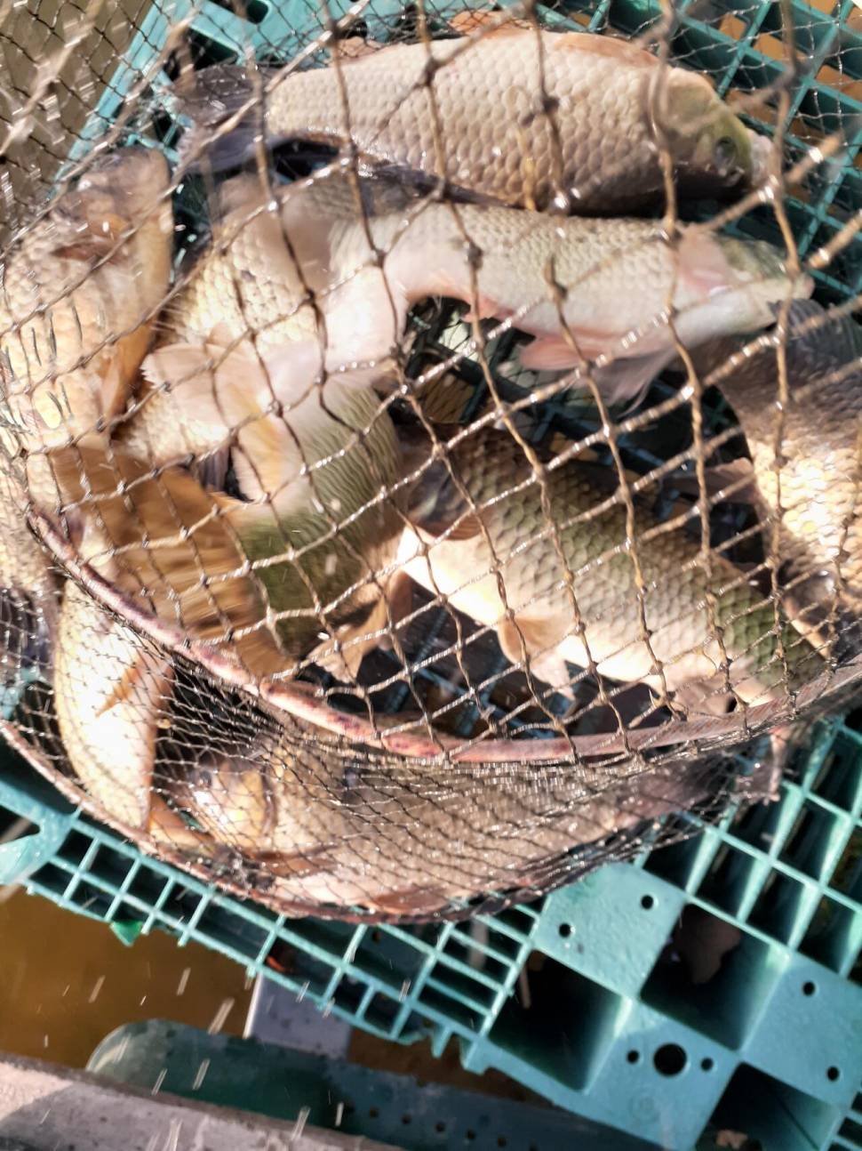 경주 동산낚시터붕어 전용잡이터지난주 조황 (유료터정보 - 유료터점주조황)