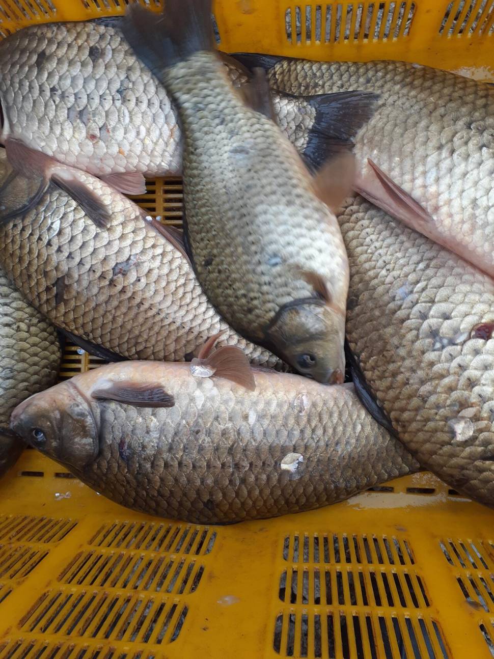 경주 동산낚시터붕어 전용잡이터지난주 조황 (유료터정보 - 유료터점주조황)
