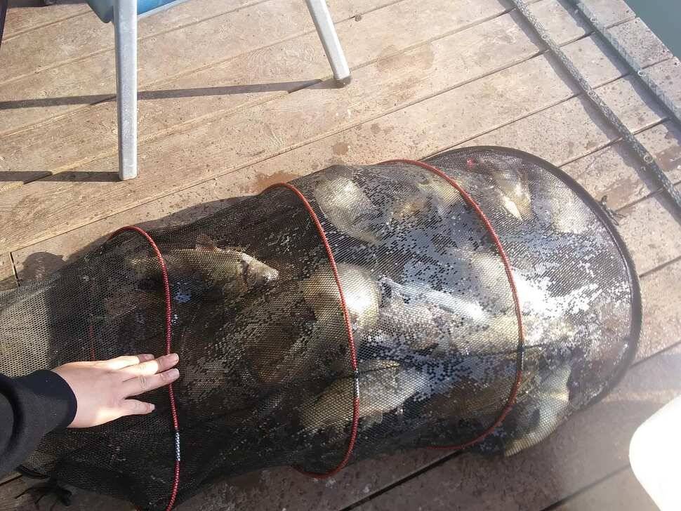 힐링 양평 수곡낚시터 주중 고른 조황이네요수상좌대 할인요금 및 주말 붕어방류 안내 (유료터정보 - 유료터점주조황)