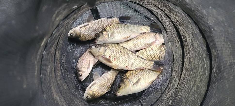 공주 고성낚시터 입니다 (유료터정보 - 유료터점주조황)
