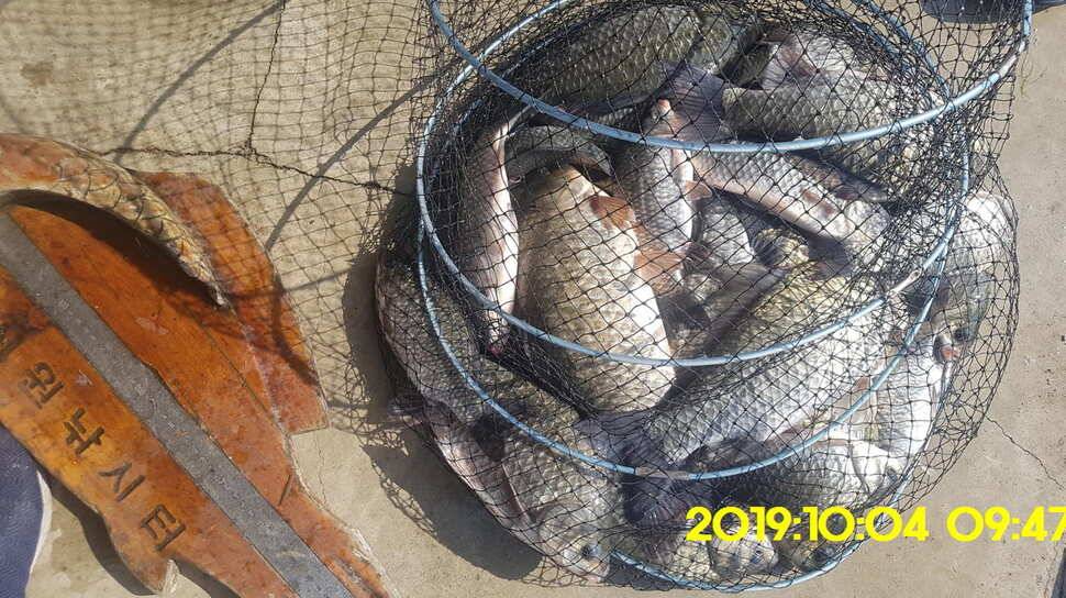 용인 신원낚시터 토종대물48짜리 구경하고 가시겠습니다 (유료터정보 - 유료터점주조황)
