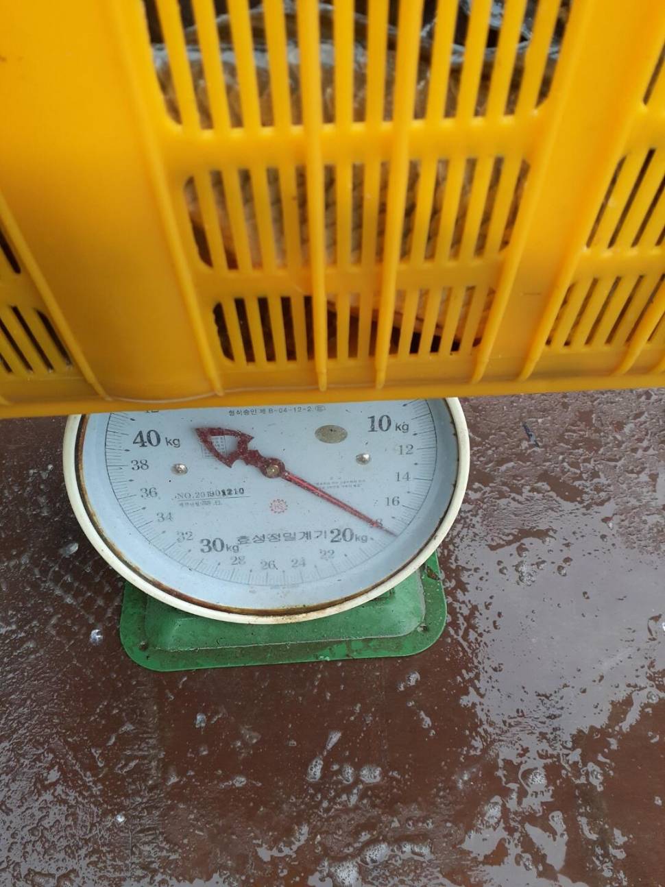 경주 동산낚시터붕어 전용 잡이터 지난주 조황 (유료터정보 - 유료터점주조황)