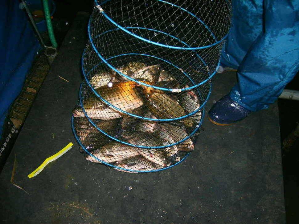 ━━ 경기도 포천 밤밭 낚시터 조황 정보 ━━ (유료터정보 - 유료터점주조황)