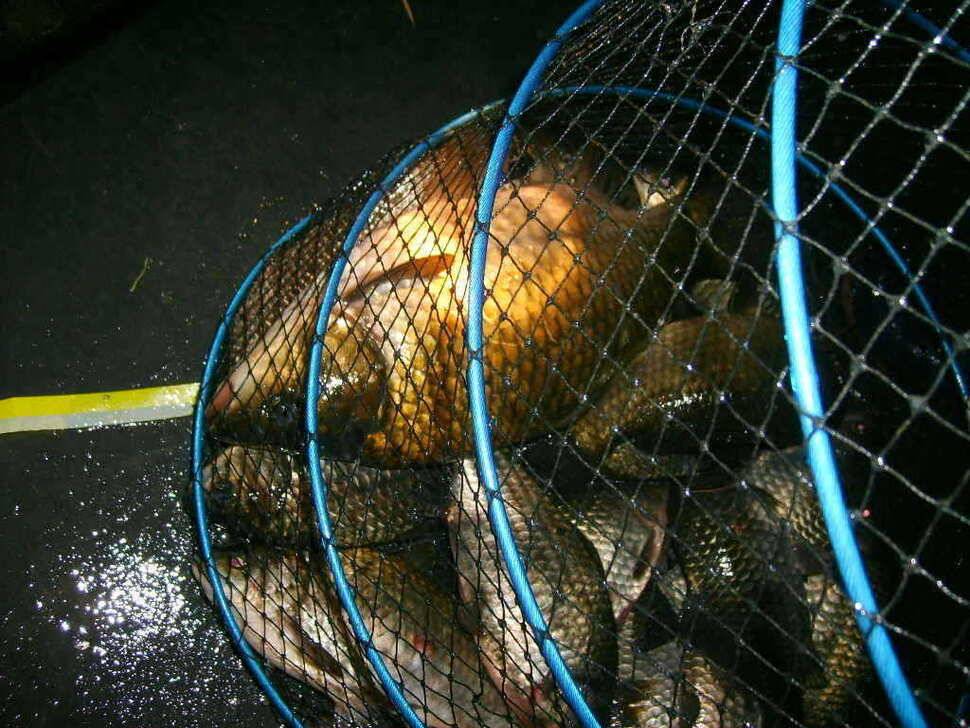 ━━ 경기도 포천 밤밭 낚시터 조황 정보 ━━ (유료터정보 - 유료터점주조황)
