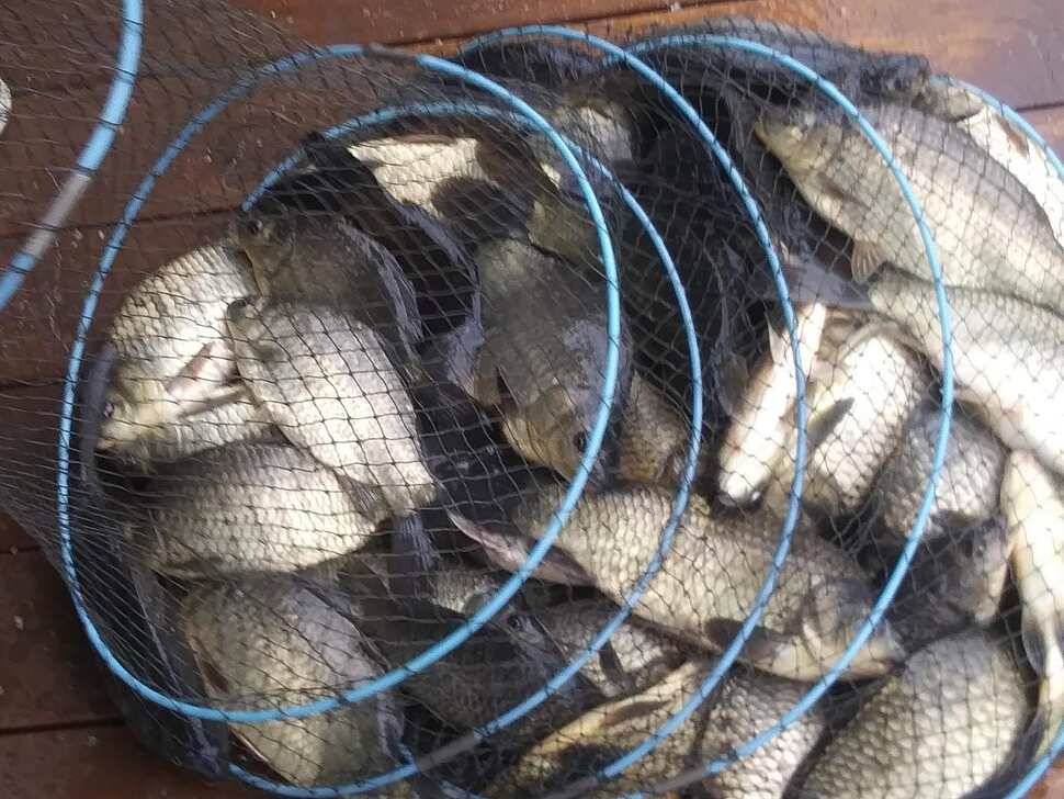 양평 수곡낚시터 오늘 붕어조황 씨알도 마릿수도 더 좋네요 10월10일 금일 붕어 방류 완료했습니다 (유료터정보 - 유료터점주조황)