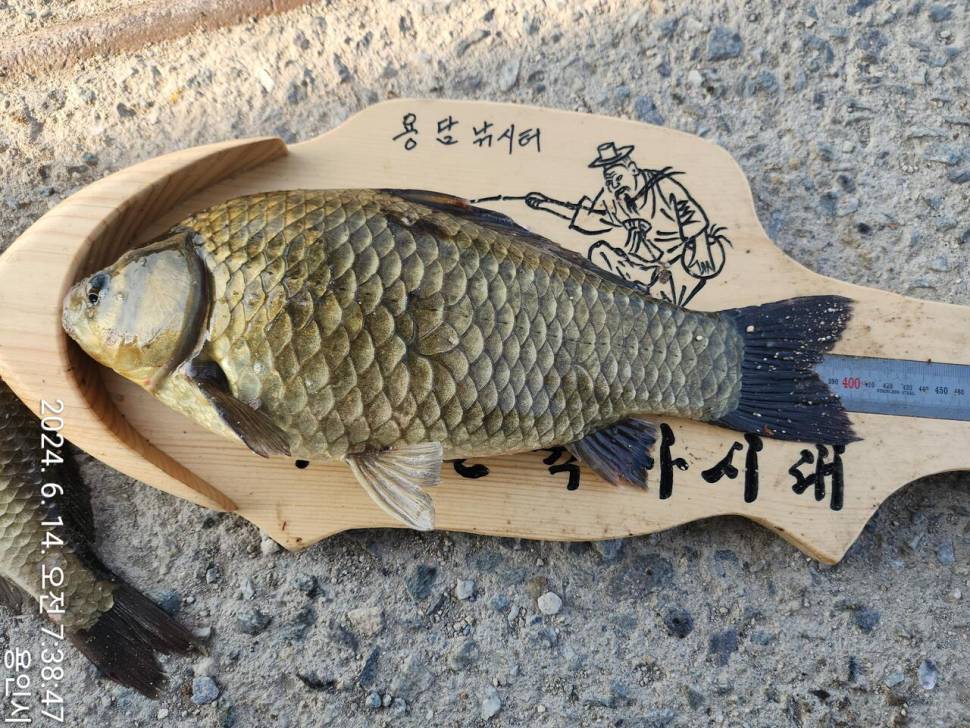 2024년 6월 셋째주 조황정보 용담낚시터사암지 4짜 4마리 (유료터정보 - 유료터점주조황)