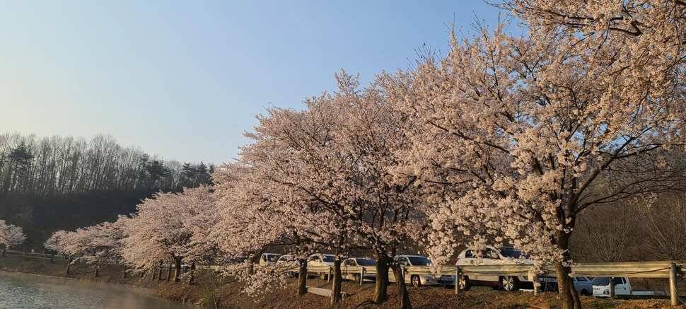공주 고성낚시터 입니다 (유료터정보 - 유료터점주조황)