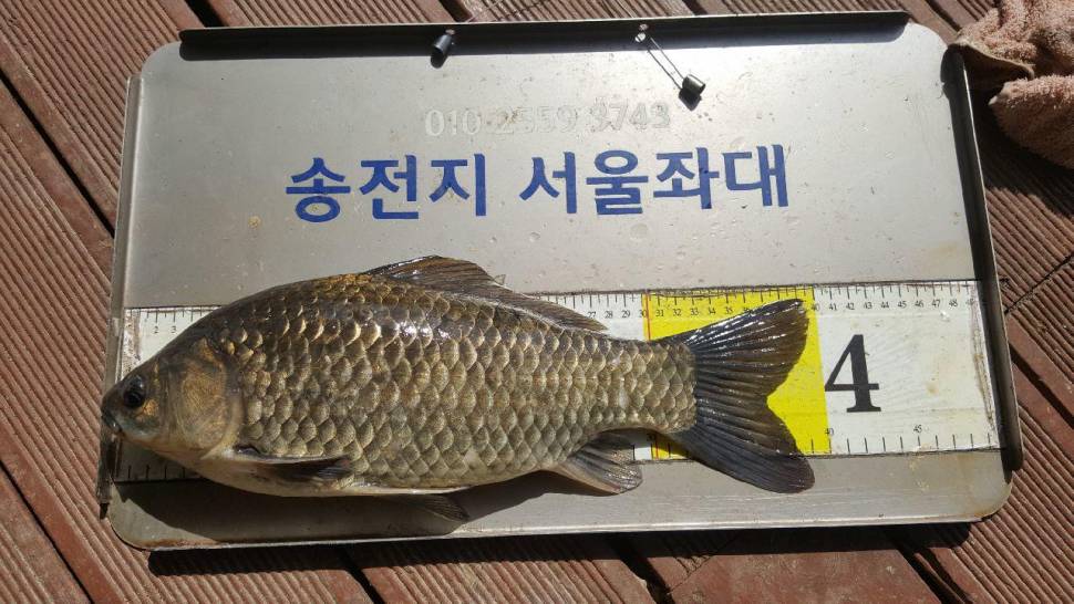 송전지서울집좌대5월10일조황 (유료터정보 - 유료터점주조황)