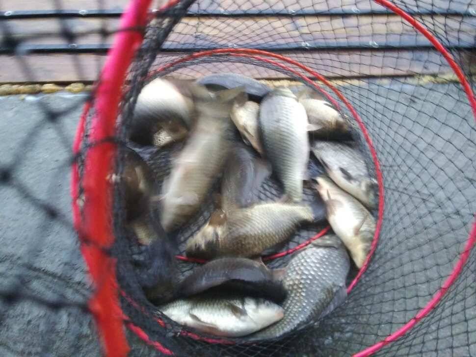 양평 수곡낚시터 오늘 붕어 대량 방류 및 조황 안내1111 (유료터정보 - 유료터점주조황)