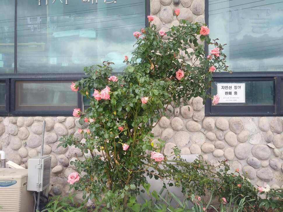 아산 안골지 조황정보 입니다 (유료터정보 - 유료터점주조황)