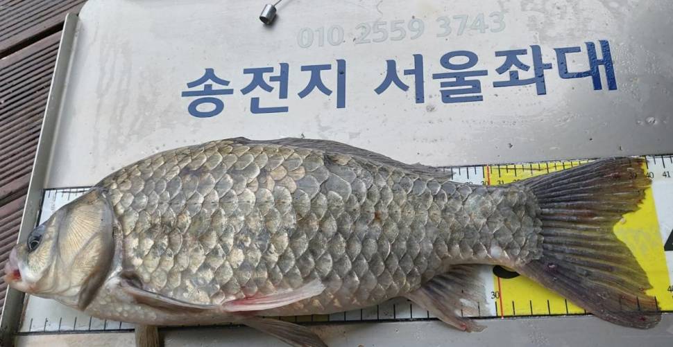 송전지서울좌대6월2일조황 (유료터정보 - 유료터점주조황)