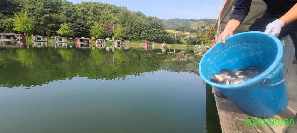 즐거운 한가위 보내세요 양평 힐링 수곡낚시터 화요일 조황 오늘 붕어 방류 (유료터정보 - 유료터점주조황)