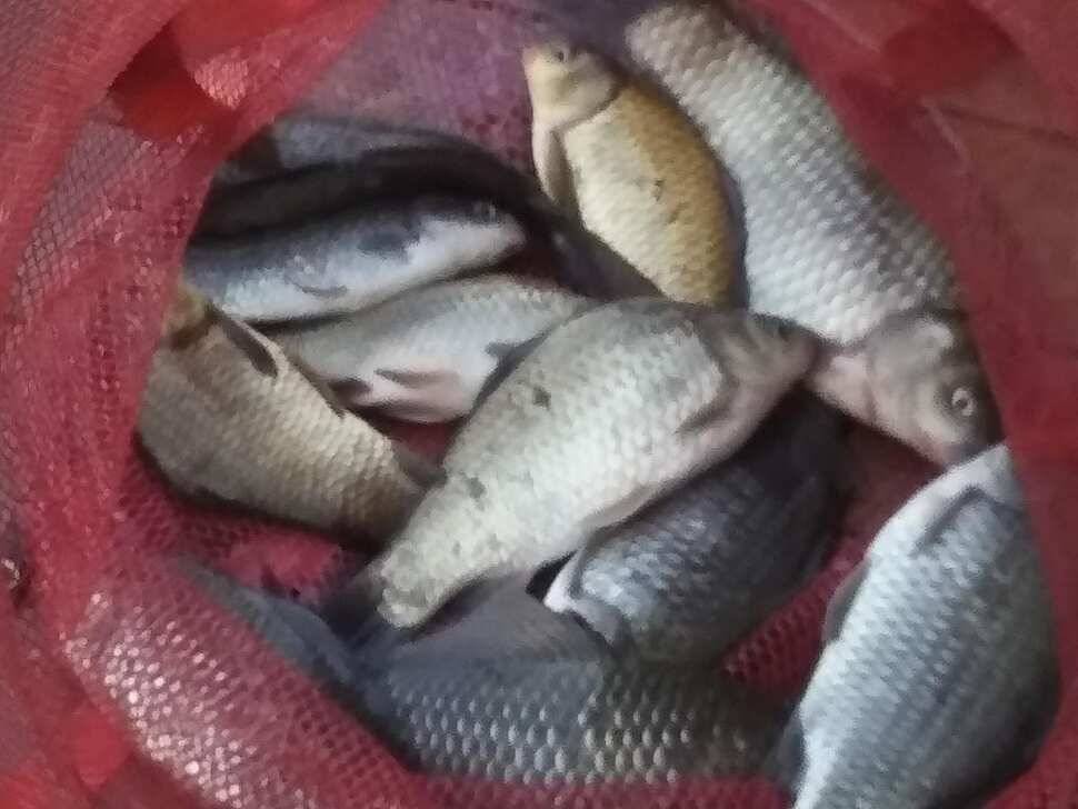 수곡낚시터 오늘도 자연산 토종붕어 방류 조황안내 및 노지잔교 비닐천막 설치 완료 (유료터정보 - 유료터점주조황)
