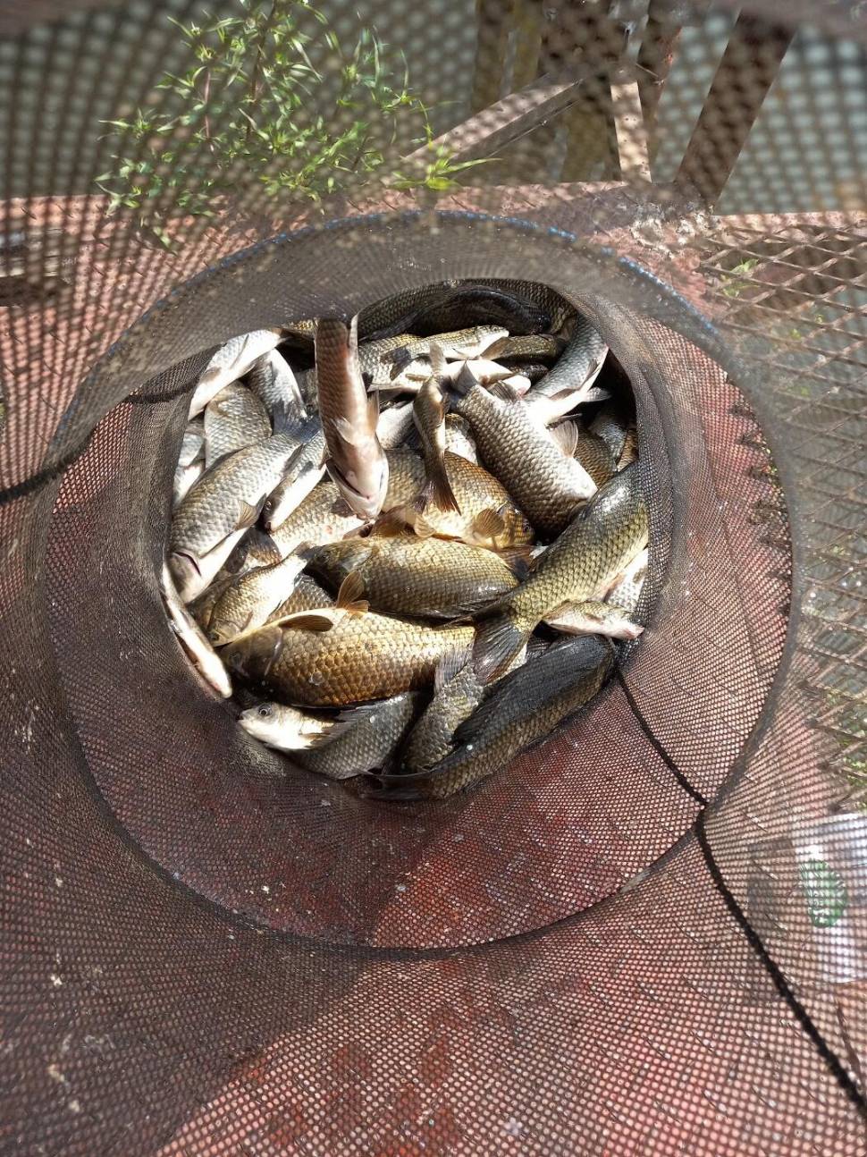 가까운 가족 손맛터 통삼 낚시터 소식입니다 (유료터정보 - 유료터점주조황)