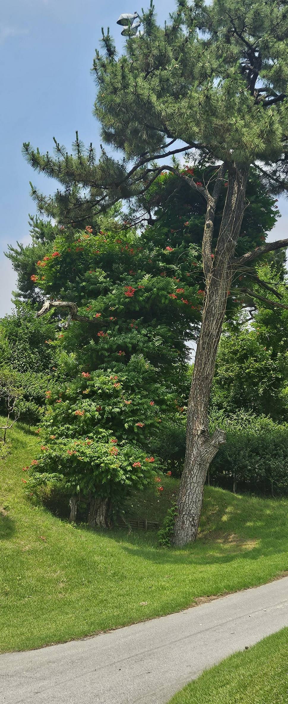 당진 가교리 낚시터 6월 27일 조황입니다 (유료터정보 - 유료터점주조황)