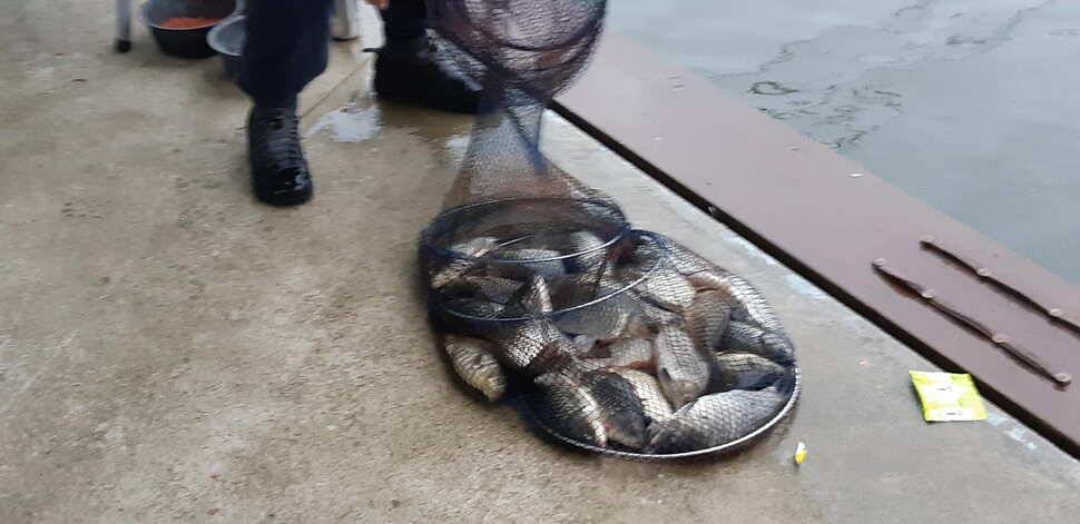 힐링 수곡낚시터 주말금요일 큰편차없이 고른 조황이 나옵니다 (유료터정보 - 유료터점주조황)