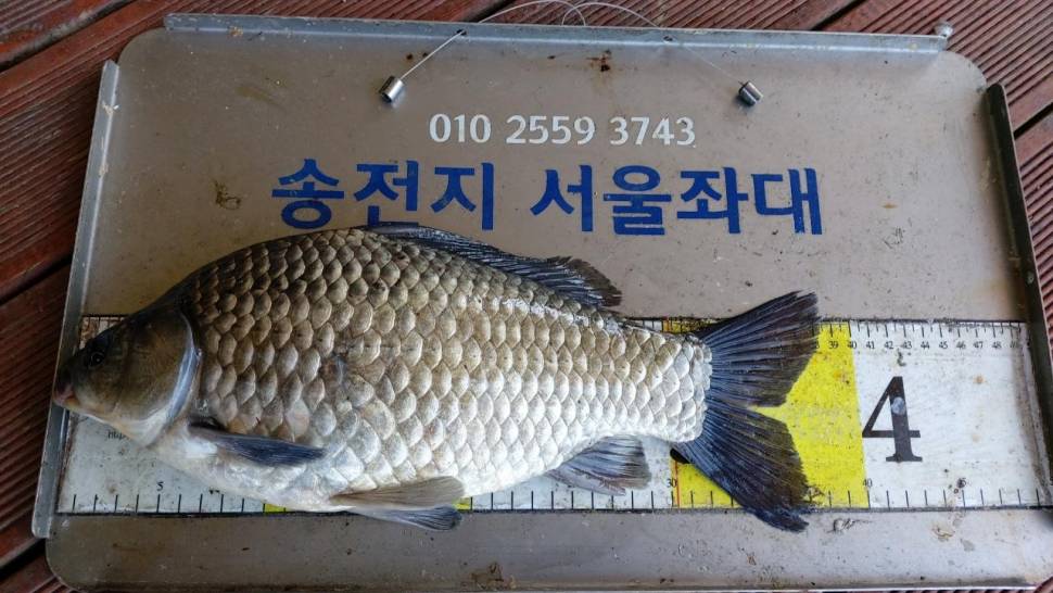 송전지서울집좌대5월24일조황 (유료터정보 - 유료터점주조황)