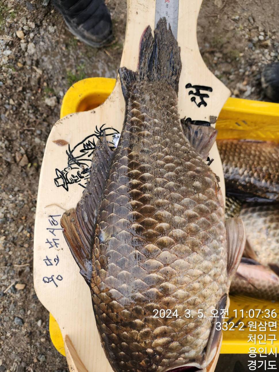 2024년 03월 첫째주 조황정보 붕어방류 (유료터정보 - 유료터점주조황)