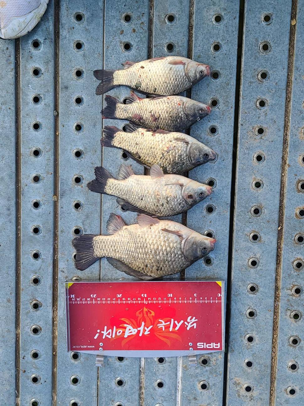 아산 명품 월랑낚시터 10월 마지막조황이야기입니다 (유료터정보 - 유료터점주조황)