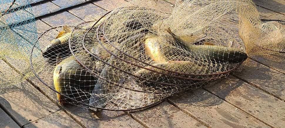 양평 낚시터 수곡낚시터 621 일요일 46cm 대물붕어 포함 씨알좋은 붕어들이 나와주네요 (유료터정보 - 유료터점주조황)