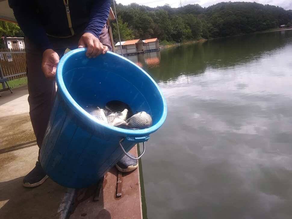 양평 힐링 수곡낚시터 어제 조황도 큰편차없이 고르게 괜찬았습니다 내일도 붕어방류 이어집니다 (유료터정보 - 유료터점주조황)
