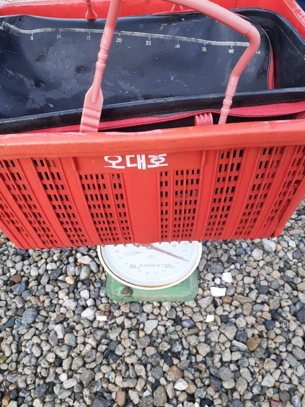 경주 동산낚시터붕어전용잡이터지난주 조황 (유료터정보 - 유료터점주조황)