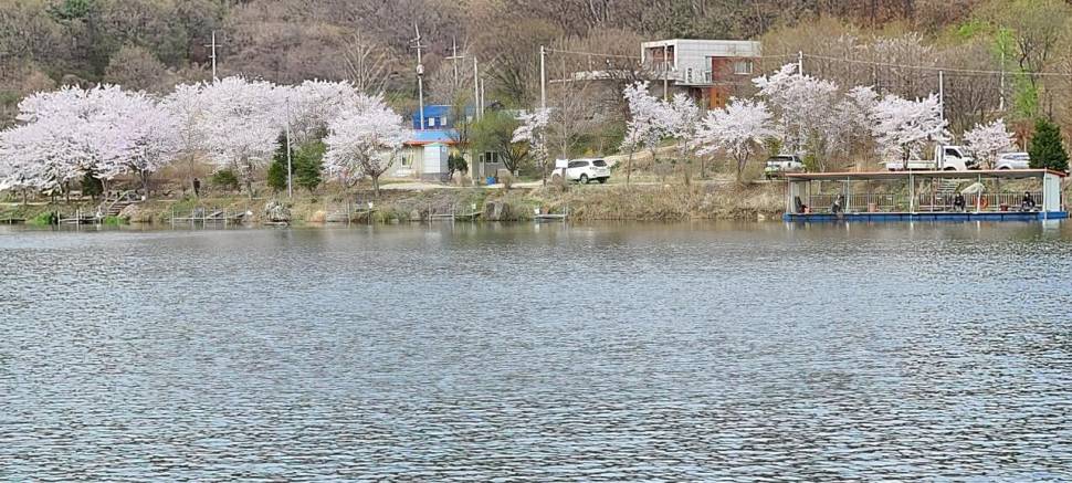 멋진풍광속 힐링 수곡낚시터 월화 주초 조황 및 붕어 방류 안내 (유료터정보 - 유료터점주조황)