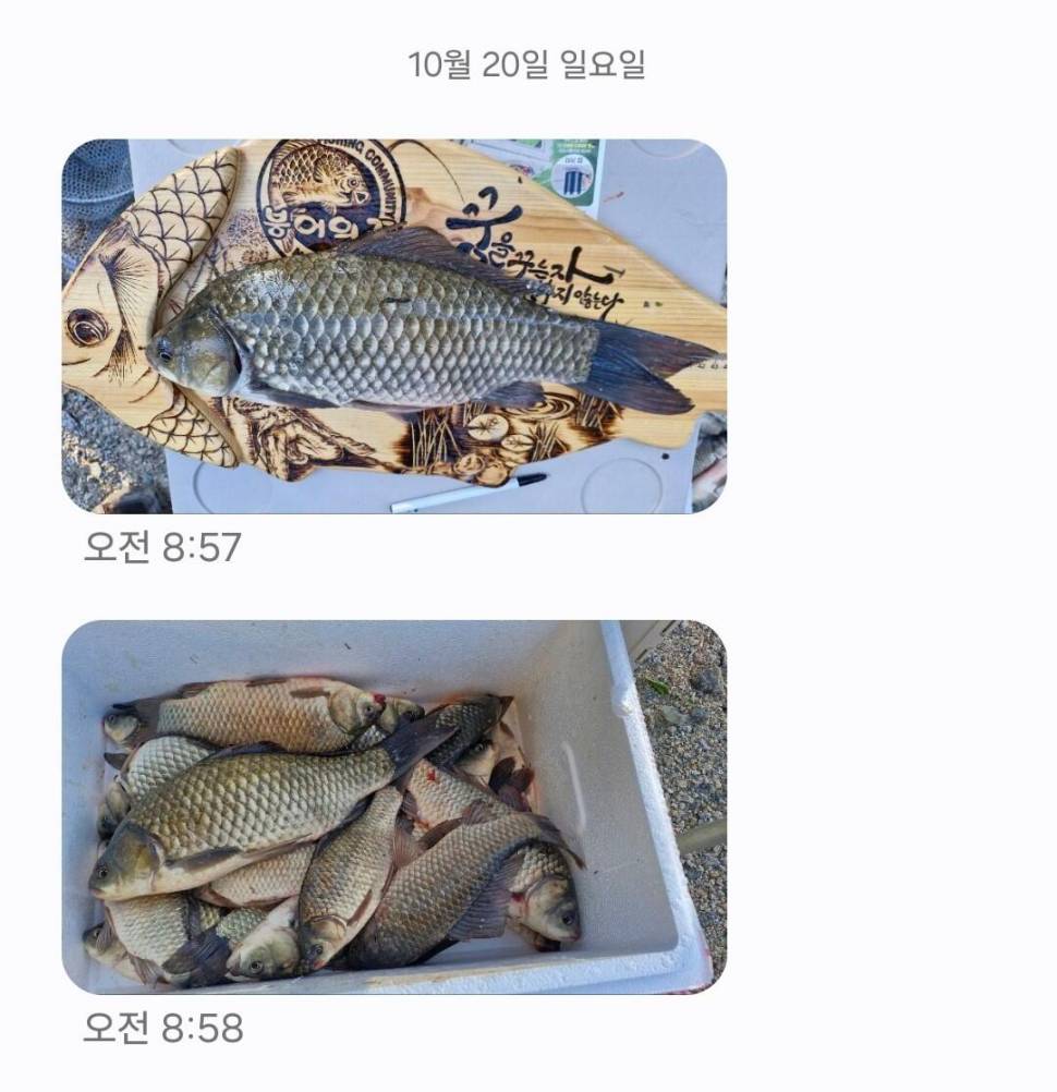 2024년 10월 넷째주 조황정보 용담낚시터사암지사짜 11마리 (유료터정보 - 유료터점주조황)