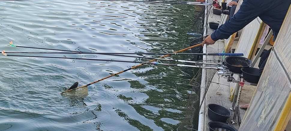 양평 낚시터 수곡낚시터 621 일요일 46cm 대물붕어 포함 씨알좋은 붕어들이 나와주네요 (유료터정보 - 유료터점주조황)