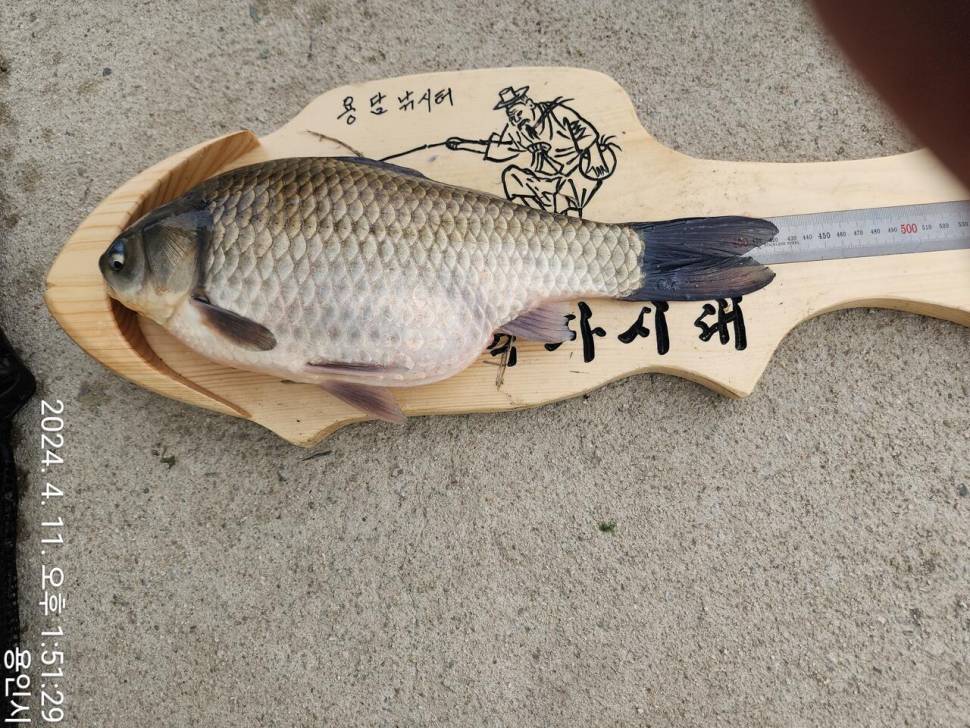 2024년 04월 셋째주 조황정보 용담낚시터사암지 4짜 5마리 (유료터정보 - 유료터점주조황)