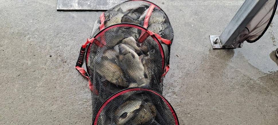 반제지 골고루 대박조황 5월22일아침조황스케치 (유료터정보 - 유료터점주조황)