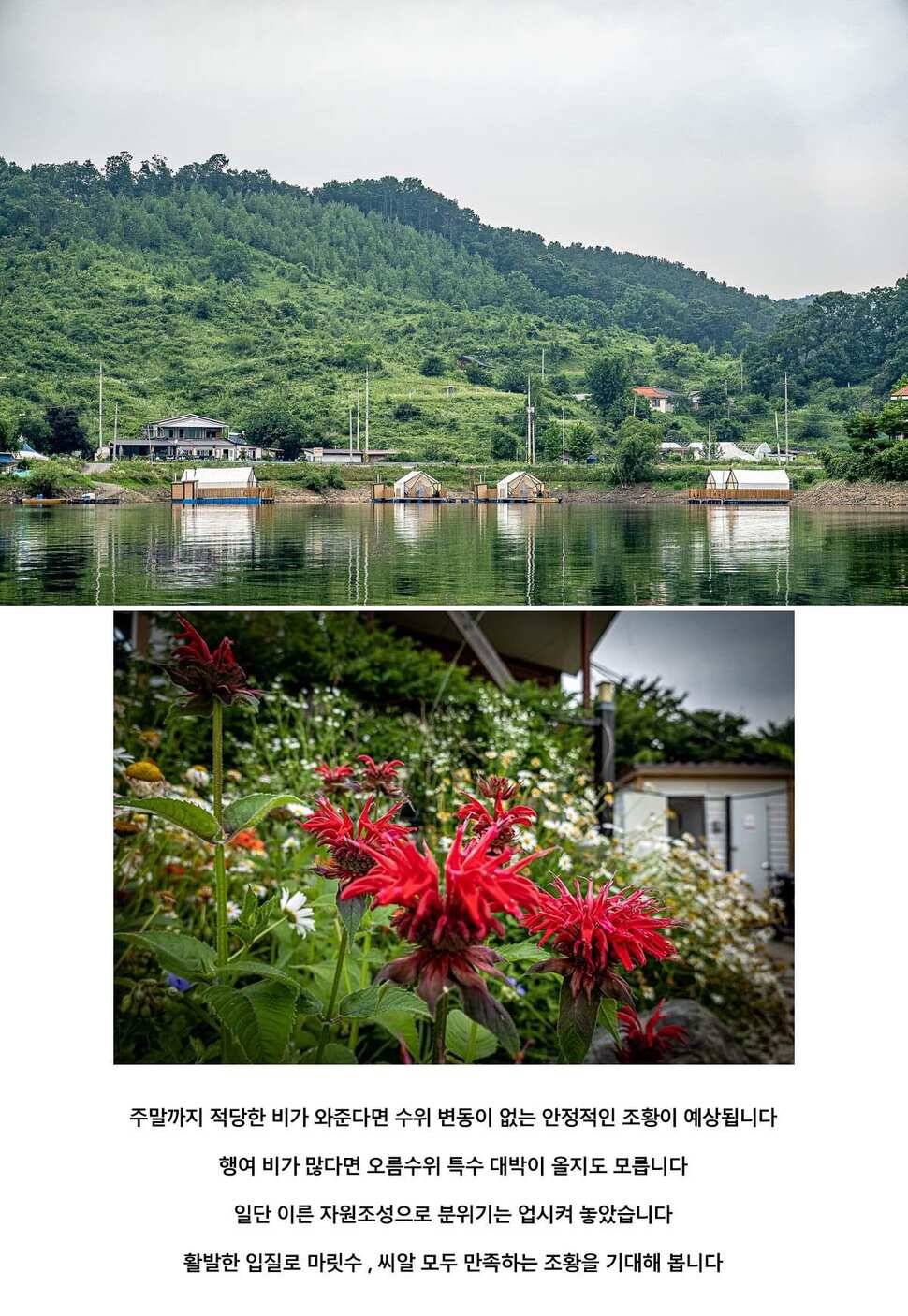 안성 두메낚시터 6월 12일 조황정보 (유료터정보 - 유료터점주조황)