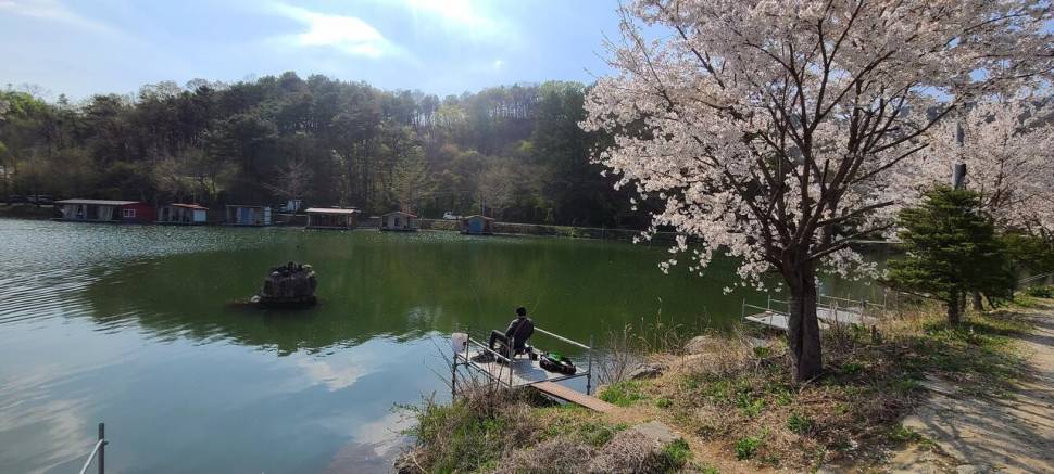 4월둘째주 양평 힐링 수곡낚시터 조황 붕어방류 (유료터정보 - 유료터점주조황)