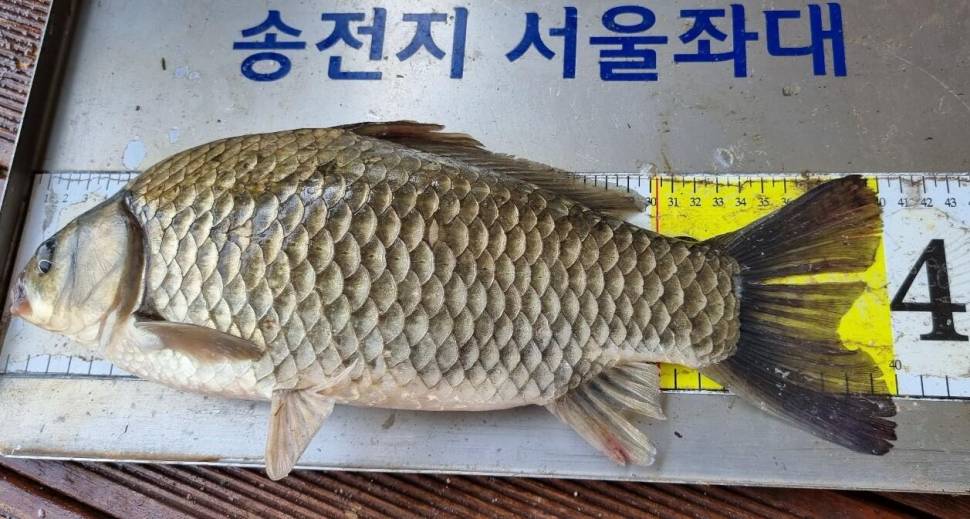 송전지서울좌대6월9일조황 (유료터정보 - 유료터점주조황)