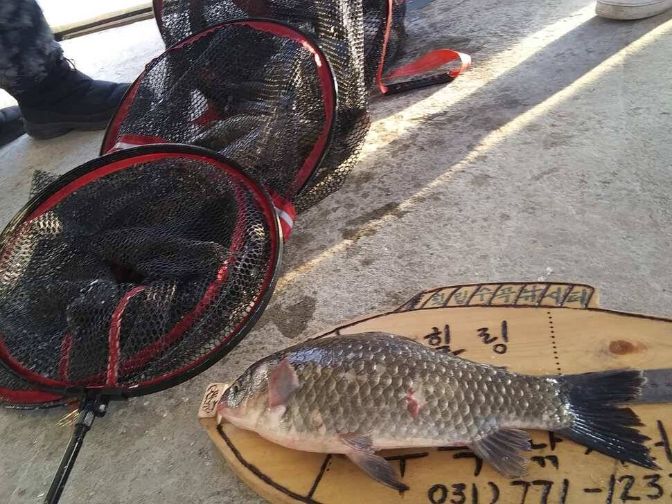 수곡낚시터 주중에 붕어조황이 다시 회복되네요 오늘 붕어 방류 완료했습니다 (유료터정보 - 유료터점주조황)