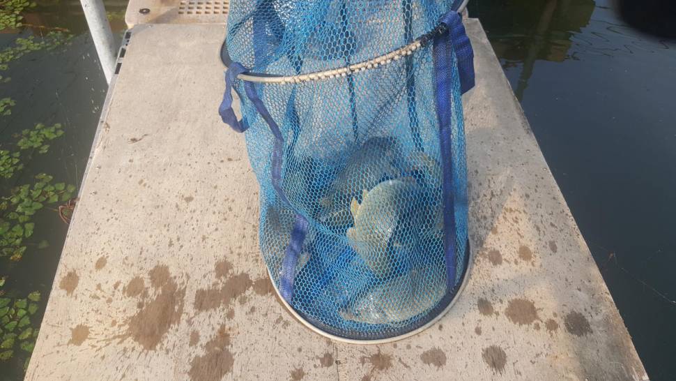 경주 동산낚시터붕어전용잡이터지난주 조황 (유료터정보 - 유료터점주조황)