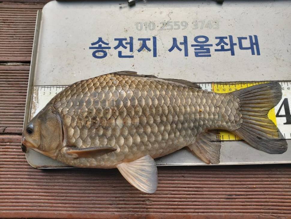 송전지서울좌대4짜와마릿수 (유료터정보 - 유료터점주조황)