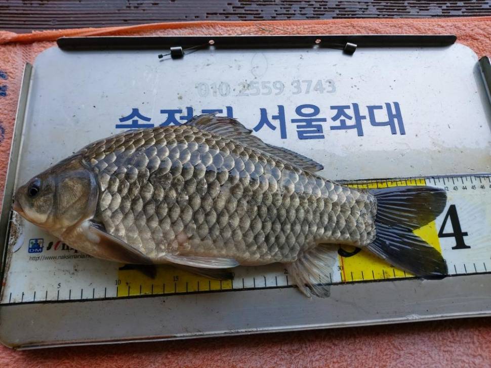 송전지서울좌대4짜와마릿수 (유료터정보 - 유료터점주조황)