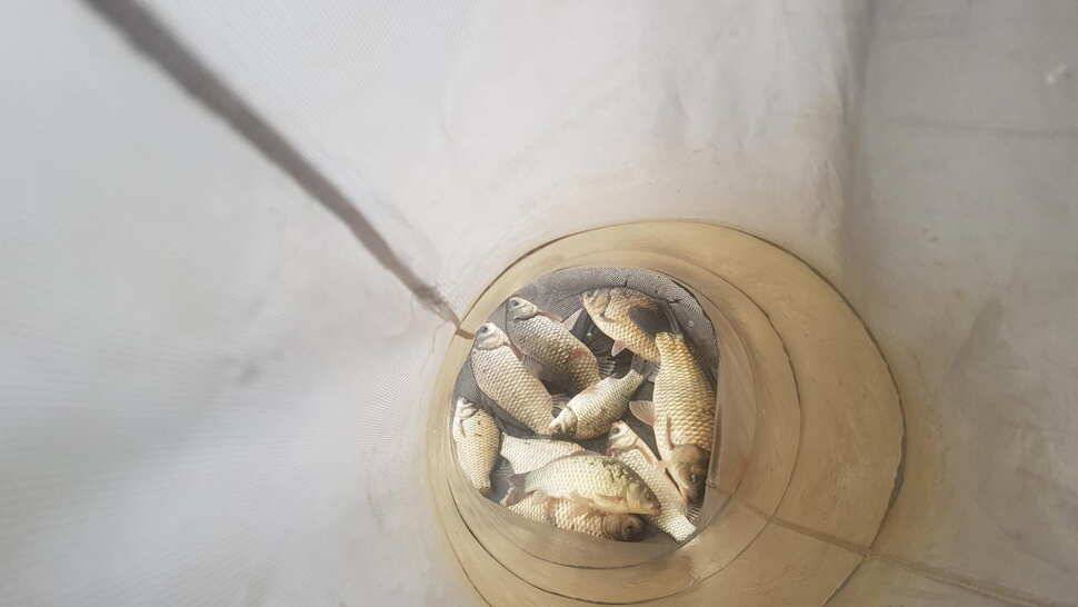 당진 가교리낚시터 6월 둘째주 조황 (유료터정보 - 유료터점주조황)