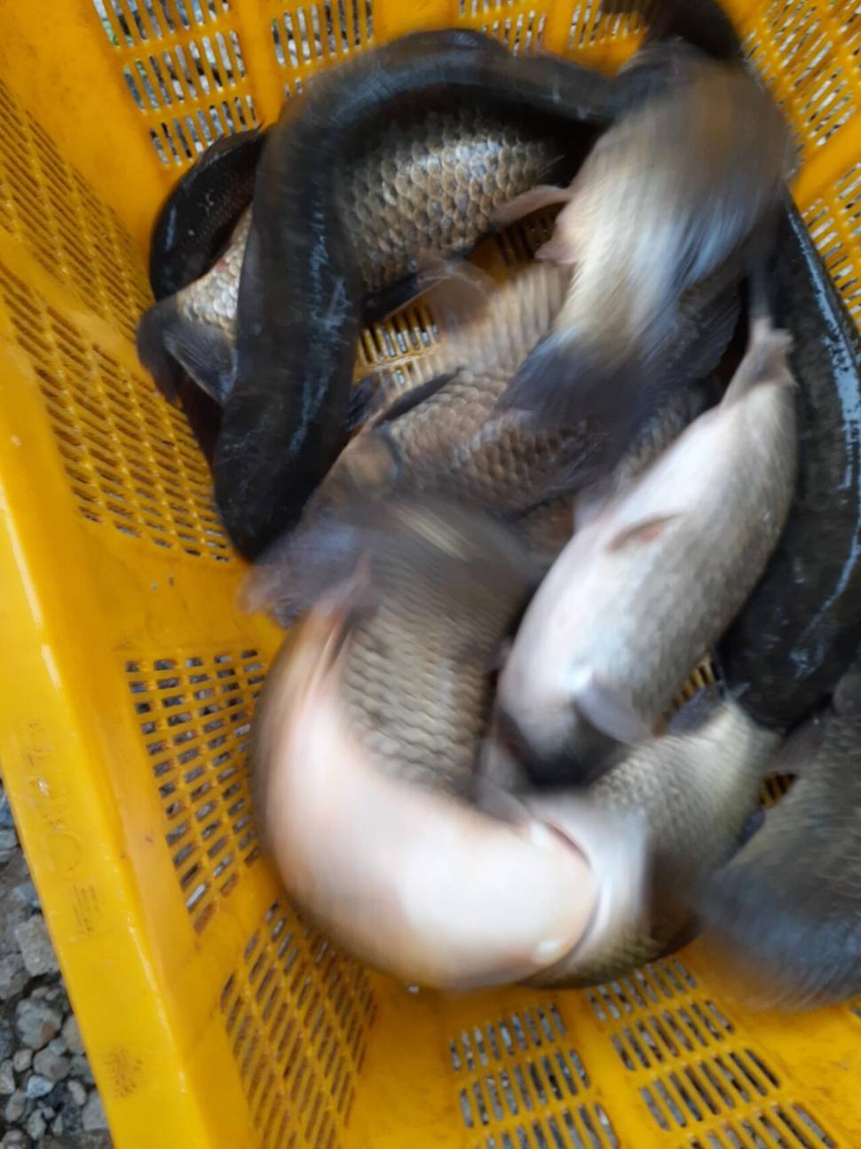 경주 동산낚시터붕어 전용잡이터지난주 조황 (유료터정보 - 유료터점주조황)