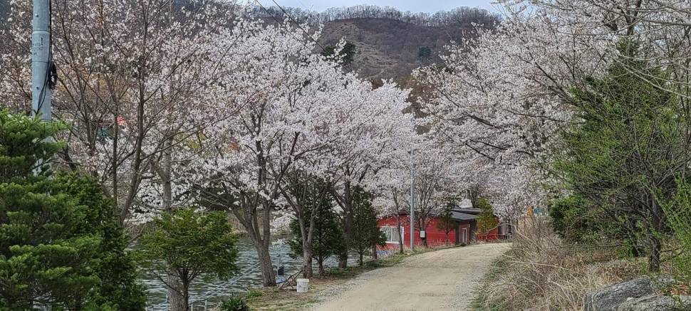 4월 양평 힐링 수곡낚시터 첫주말 대체로 고른 조황이었네요 (유료터정보 - 유료터점주조황)