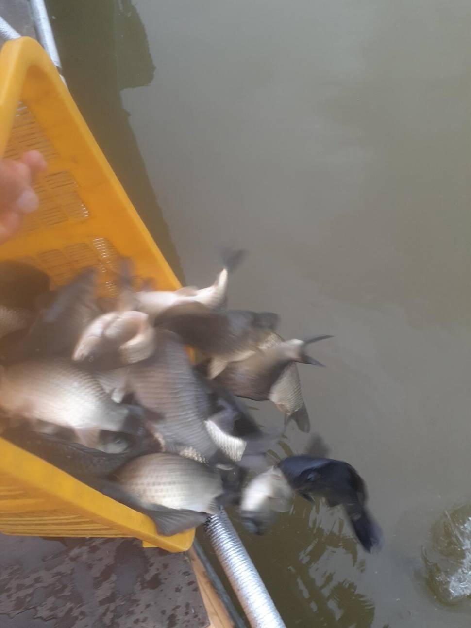 경주 동산낚시터붕어전용잡이터굶주린 붕어들 (유료터정보 - 유료터점주조황)
