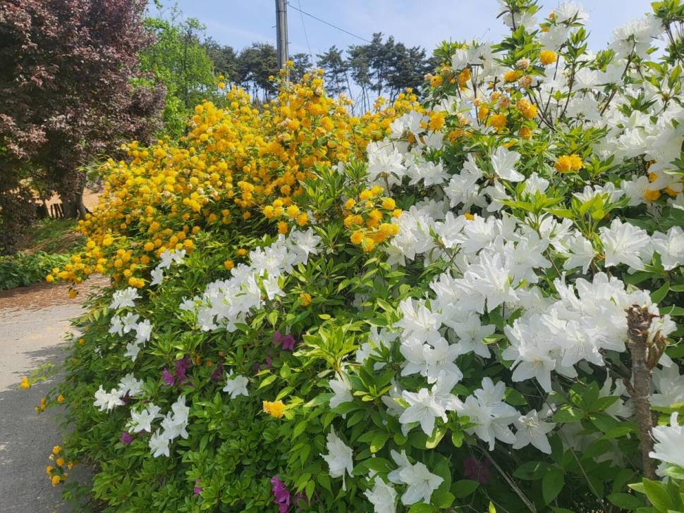 당진 가교리 낚시터 5월 6일 조황입니다 (유료터정보 - 유료터점주조황)