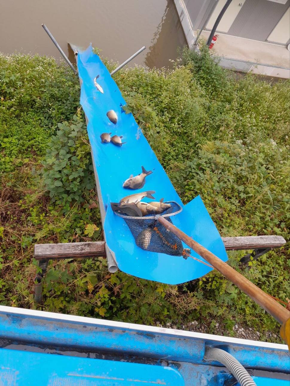 충북 괴산 오가리낚시터 9월 24일 조황 및 붕어 입어모습입니다 (유료터정보 - 유료터점주조황)