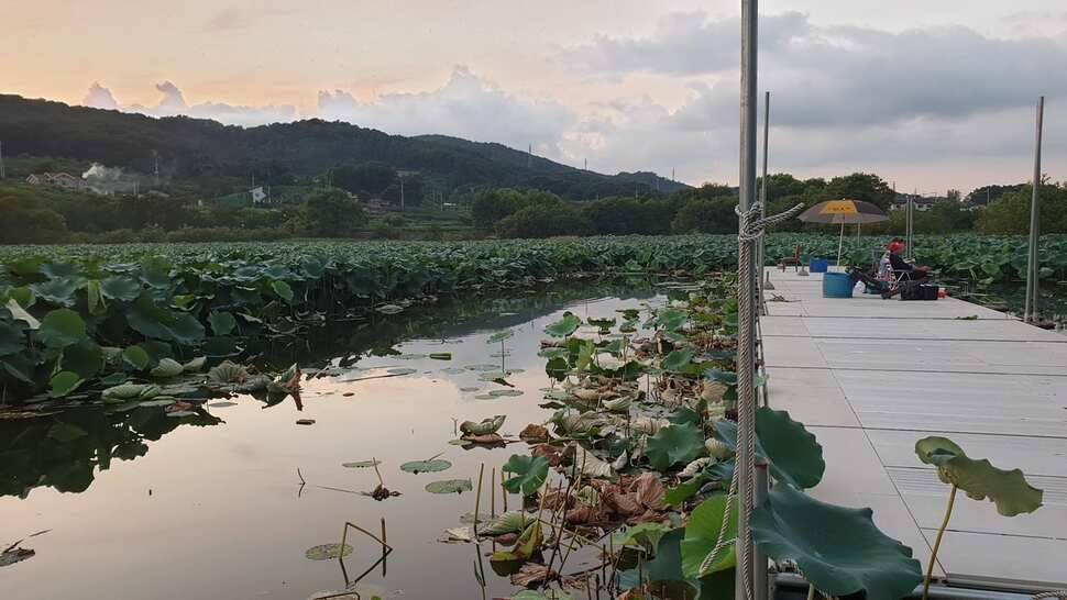아산 명품 월랑낚시터 9월 첫번째 조황이야기입니다 (유료터정보 - 유료터점주조황)